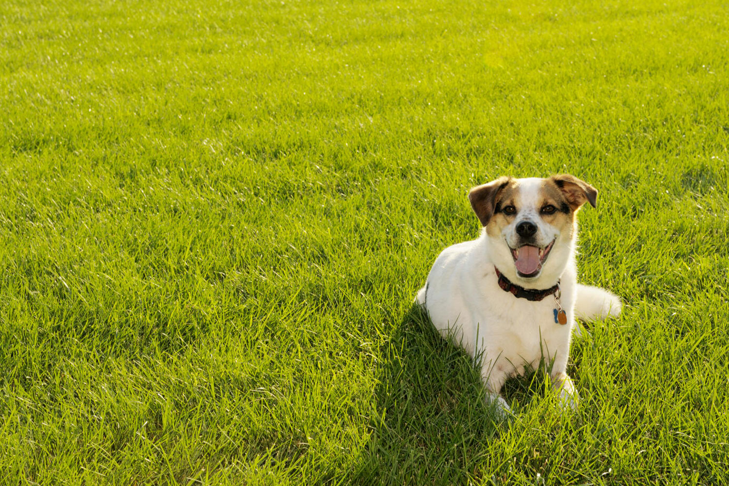 a dog resting in grass