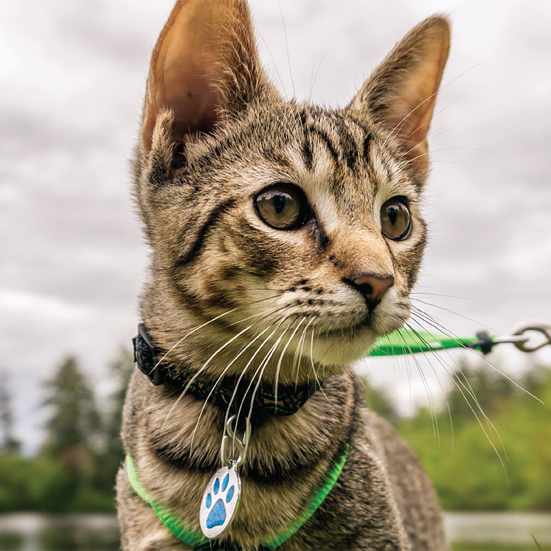 Teaser image for Cats, Wildlife and you