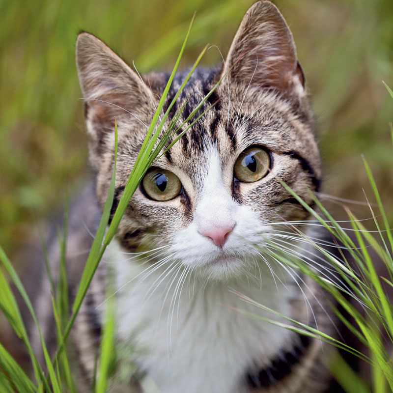 Teaser image for Helping Outdoor Cats