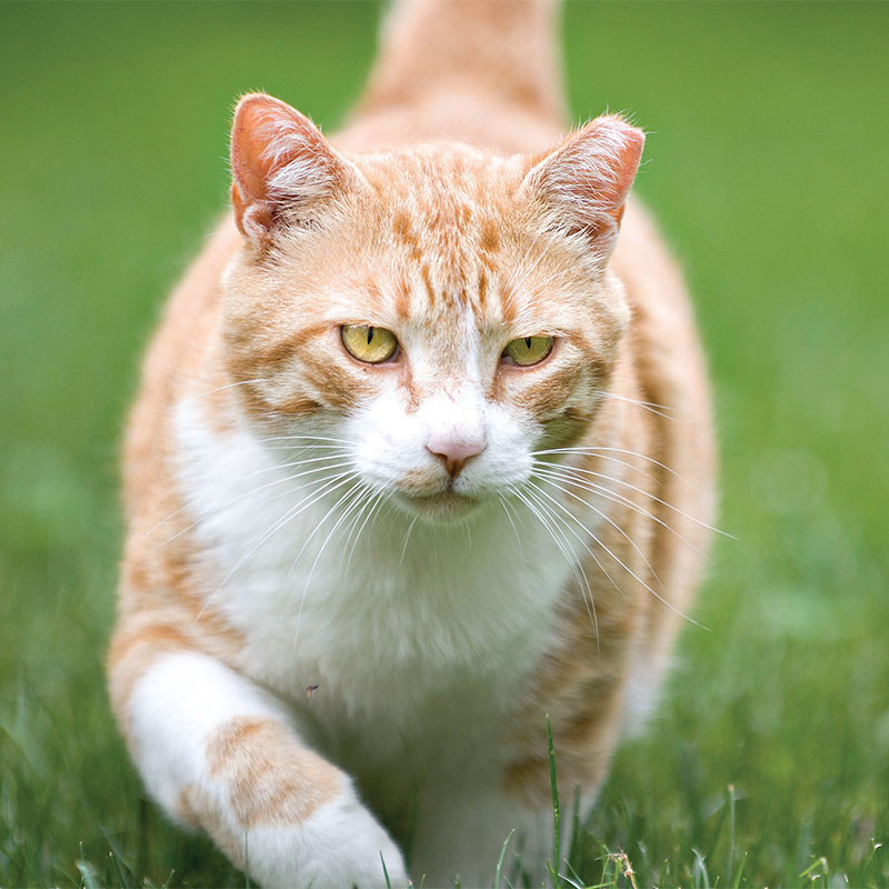 Teaser image for Managing Community Cats
