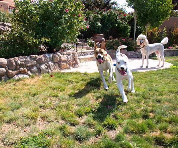 Breed Discrimination
