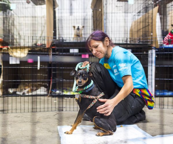 a woman kneels beside a dog in front of a row of kennels