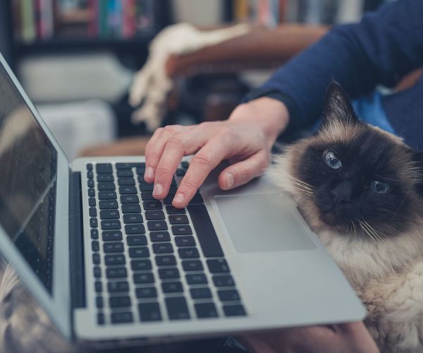 Cat at Laptop