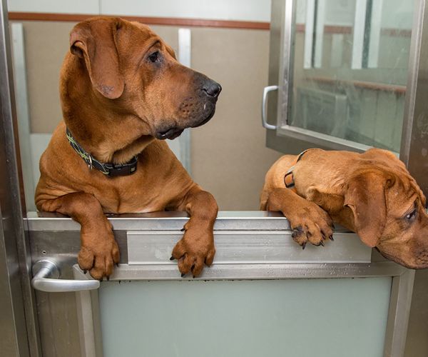 Dogs at a shelter