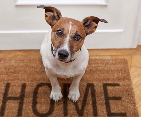 Paw Toolkit welcome image