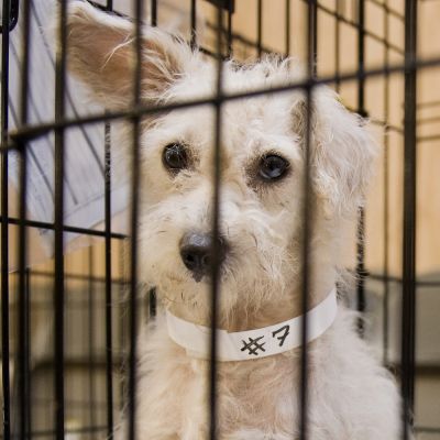 a dog wearing a paper collar marked with a 7 inside a kennel