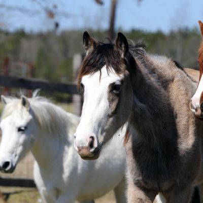 Horses