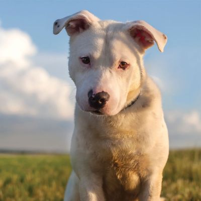 Dog in a grassy field
