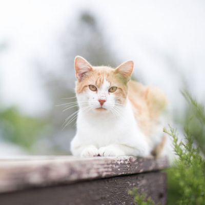 Cat sitting on bench