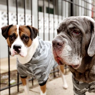 a man squats behind a pit bull type dog and a great dane type dog