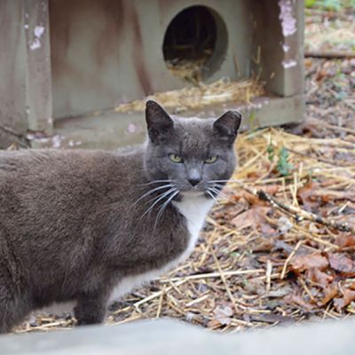 Cat outside