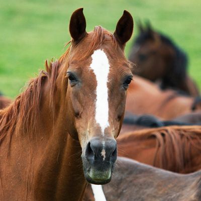 Herd of horses