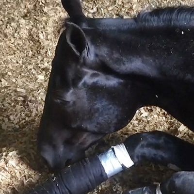 Horse Soring
