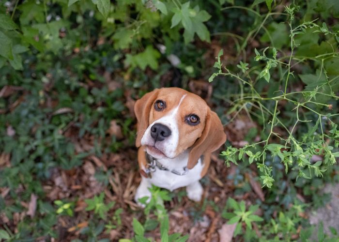 a beagle standing in grass