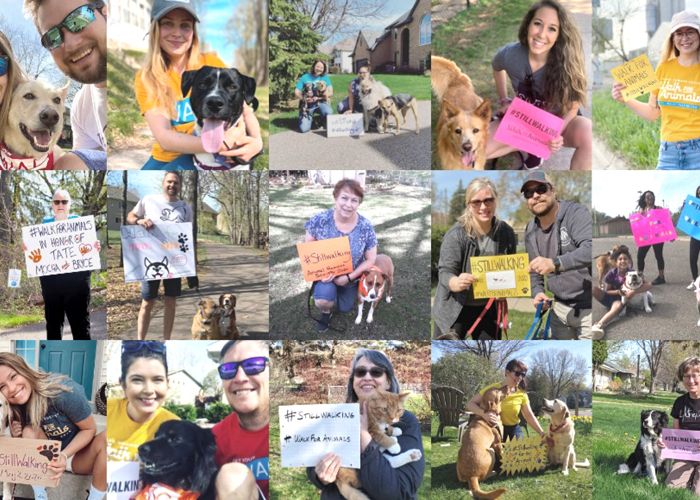 collage of people with foster pets