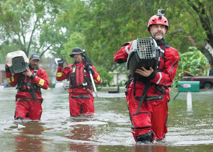 three men wade through knee deep water carrying animals in crates