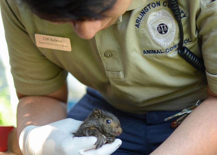an animal control officer holds a small rodent