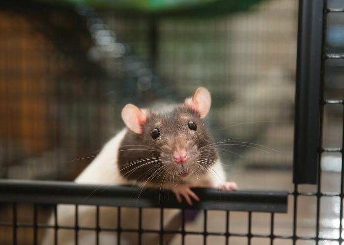 a rat peeks out of a cage