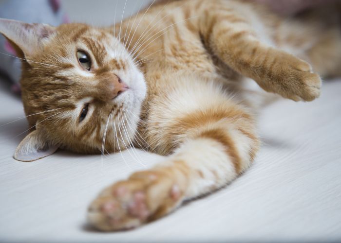 a cat lying on its side with a paw outstretched
