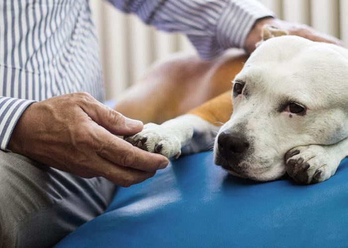 Man holds the paw of a dog.