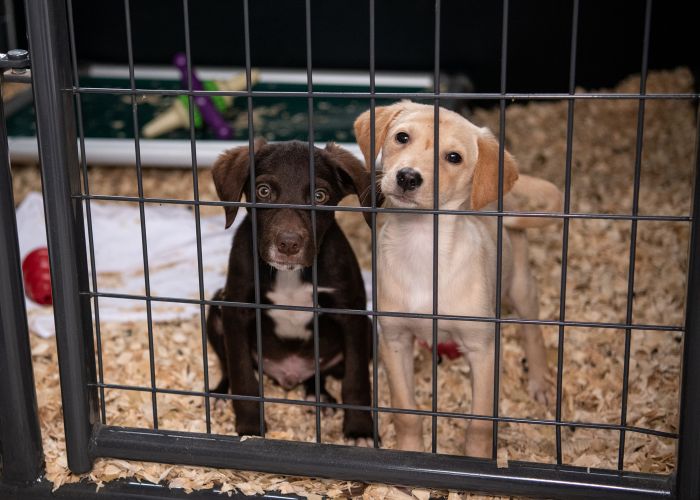 two puppies inside a kennel