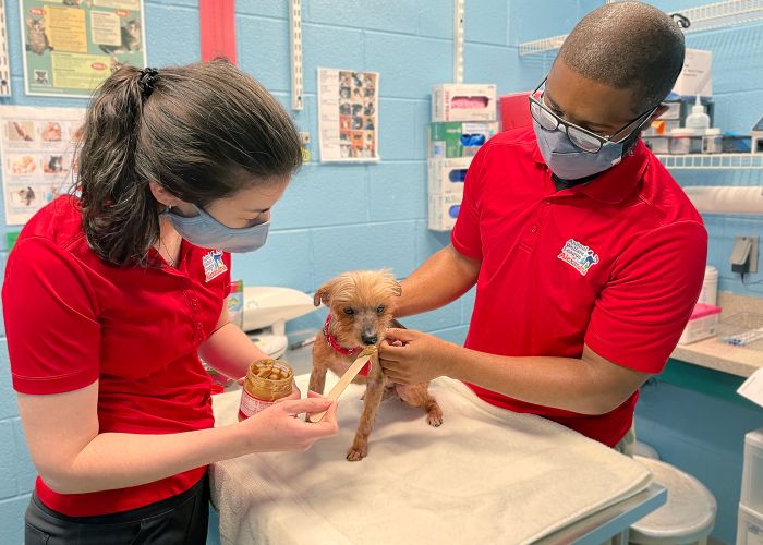 Photo of two shelter workers keeping a dog calm during an exam by offering peanut butter on a stick.