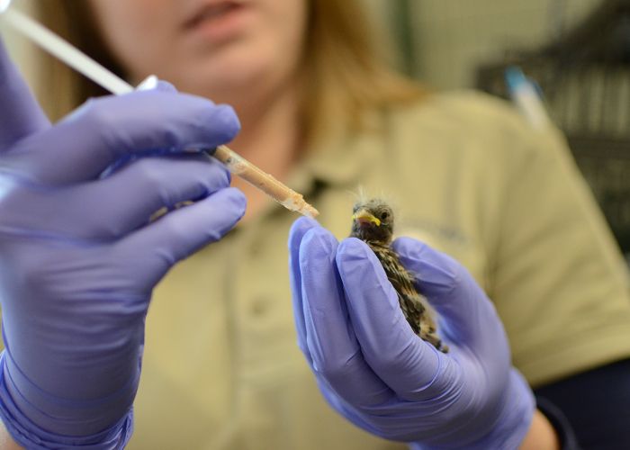A woman wearing gloves holds a baby bird in her hands, feeding it with a syringe.
