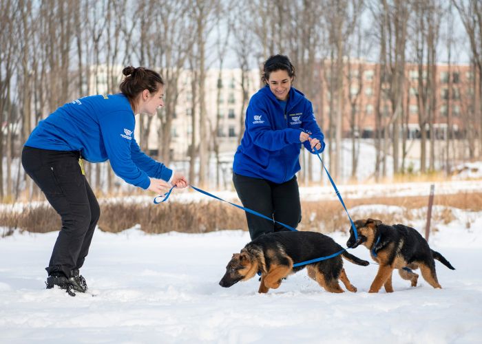 two women play with large dogs in the snow