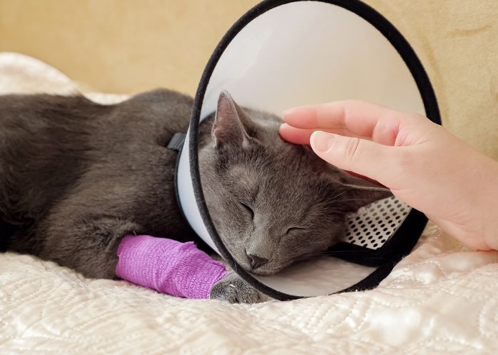 Female hand strokes a sleeping gray cat. Pet with a veterinary collar and bandaged paw.
