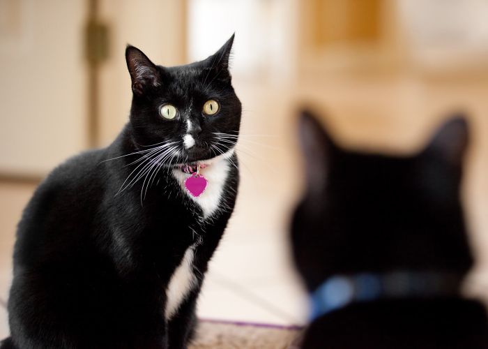 A black cat stares down another black cat.