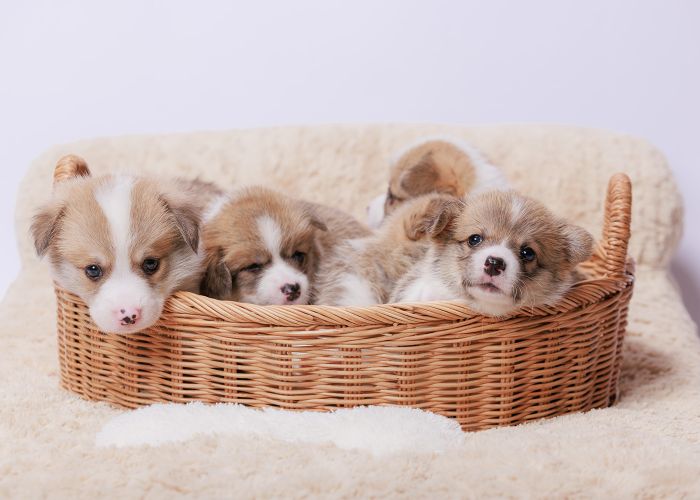 Newborn puppies in a basket