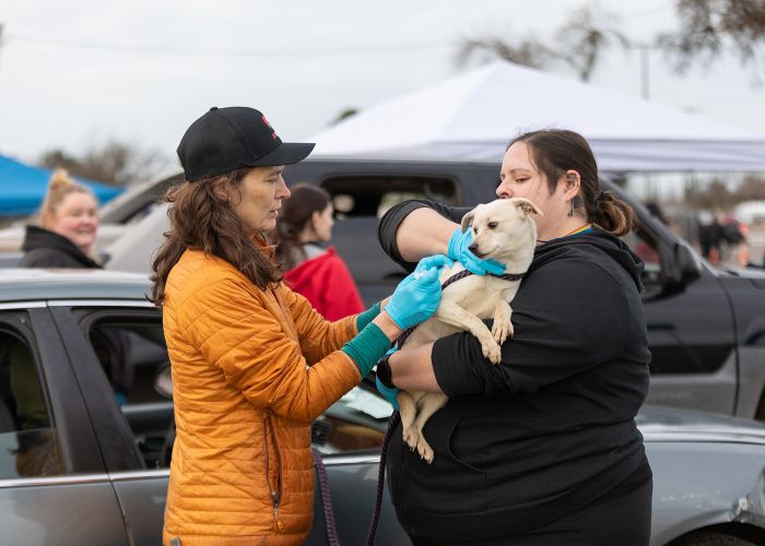 a woman vaccinates a dog being held by his owner at an outdoor event
