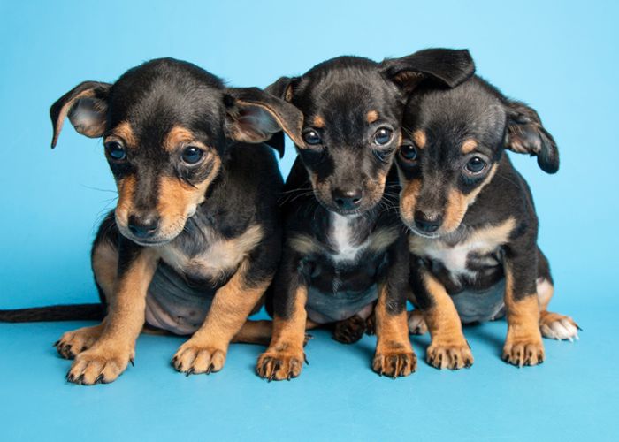 Three small puppies