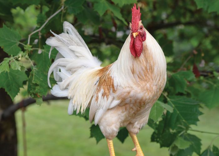 a rooster