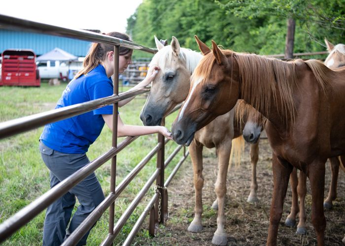 a woman feeds one horse and pets another