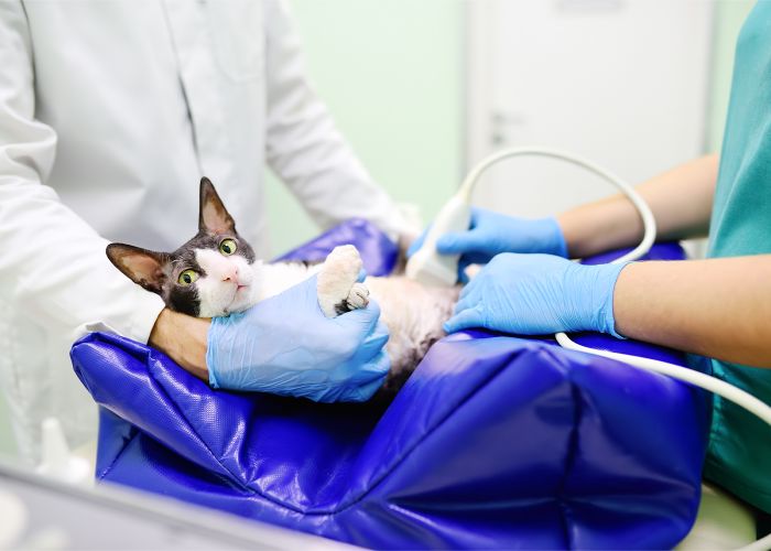 Cat getting an ultrasound scan in vet office