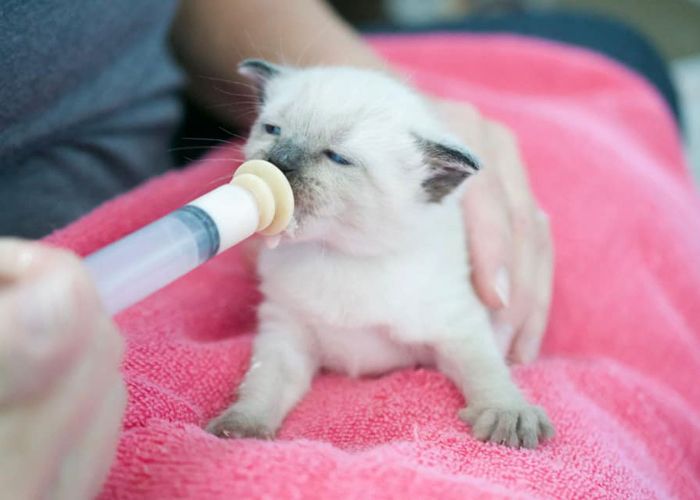 a kitten being hand fed by syringe