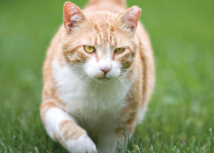 Cat walking on grass