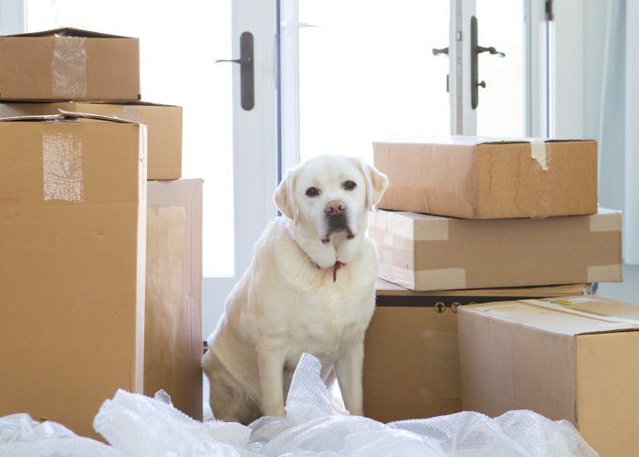 Yellow labrador retriever sitting next to moving boxes