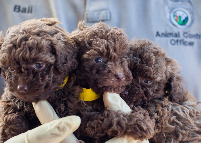 three brown doodle type puppies