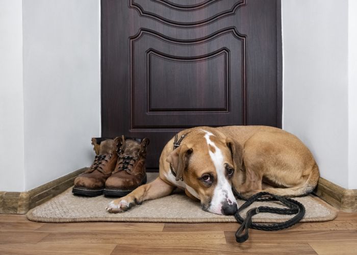 a dog laying in front of an apartment door