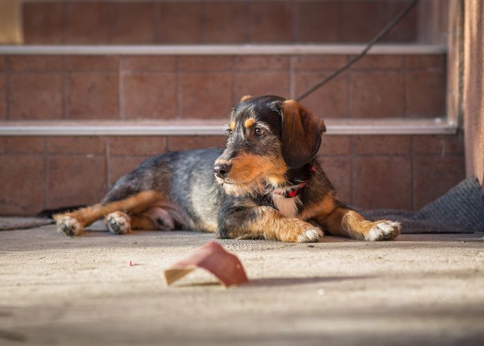 Photo of a sad dog tied outside.
