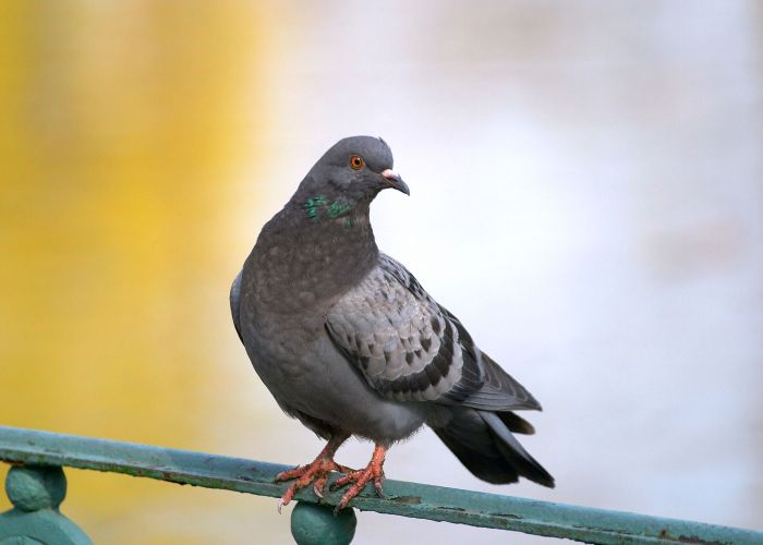 a pigeon perching on a railing