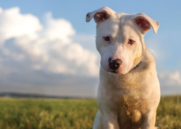 Dog in a grassy field