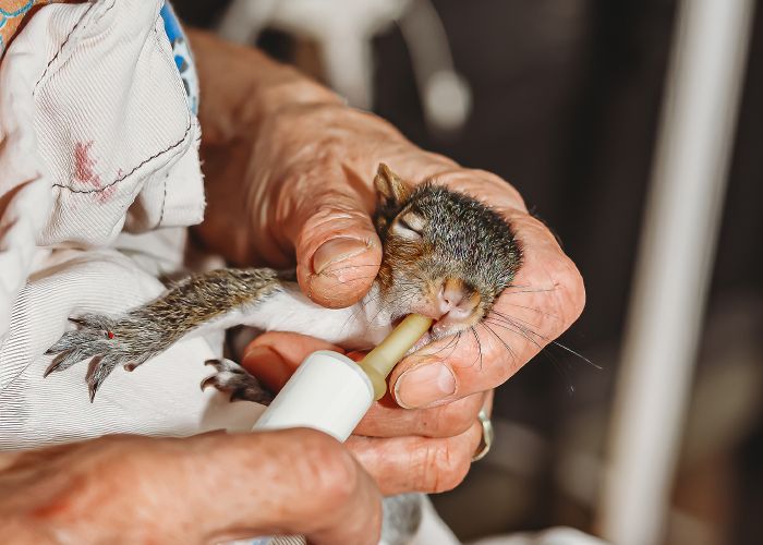 Close up of a person feeding a squirrel