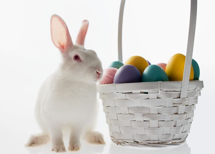 White rabbit sitting next to an Easter basket
