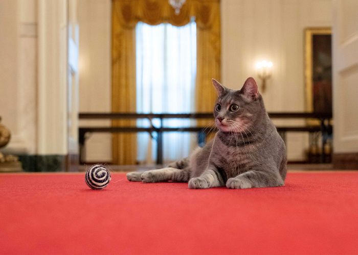 Willow, President Biden's cat relaxes on the carpet with a toy ball.