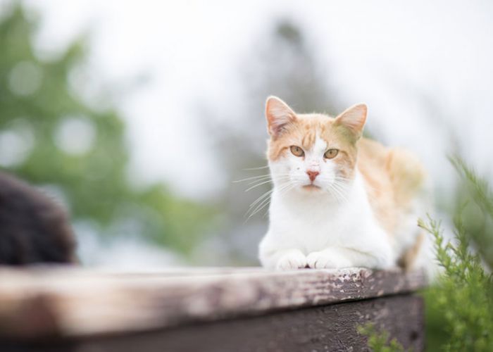 Cat sitting on bench