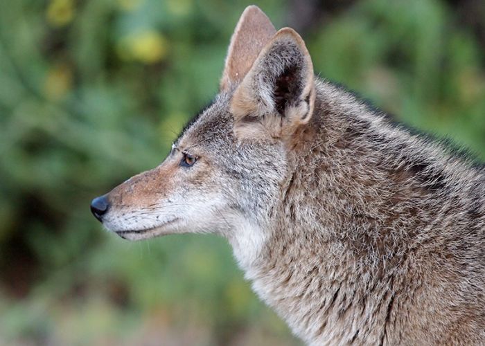 Coyote in profile