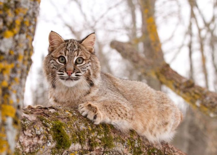 a bobcat lying on a tree branch